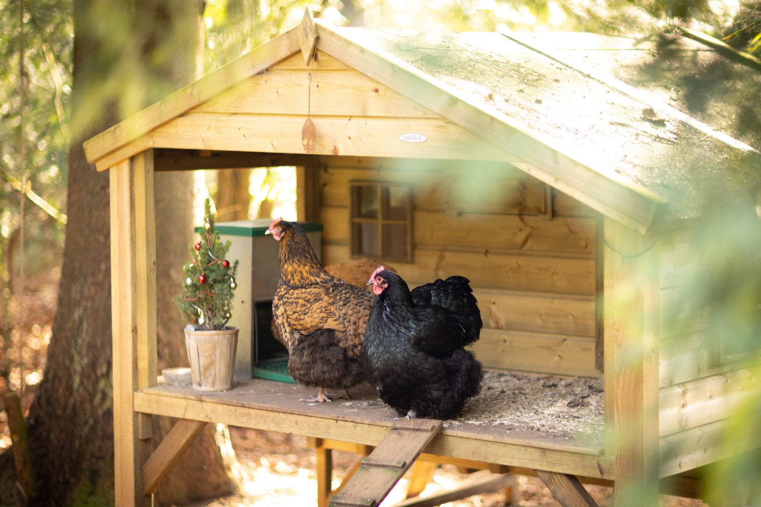 Kippen bij het kippenhok