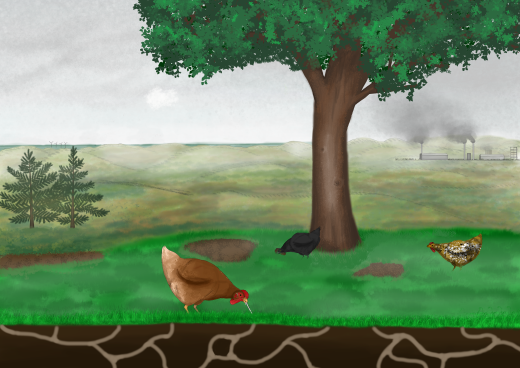 Hobbykip die in de bodem naar wormen zoekt, conceptuele illustratie van een blootstellingsroute voor PFAS